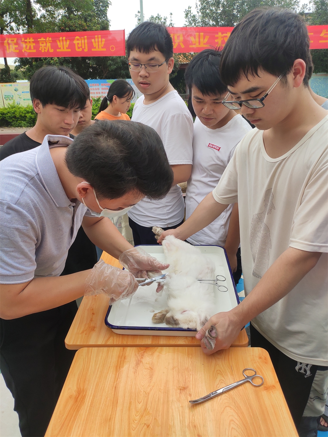 2兔子的麻醉药物试验（剪毛）.jpg