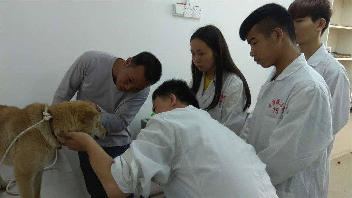 9宠物狗的临床诊疗.jpg