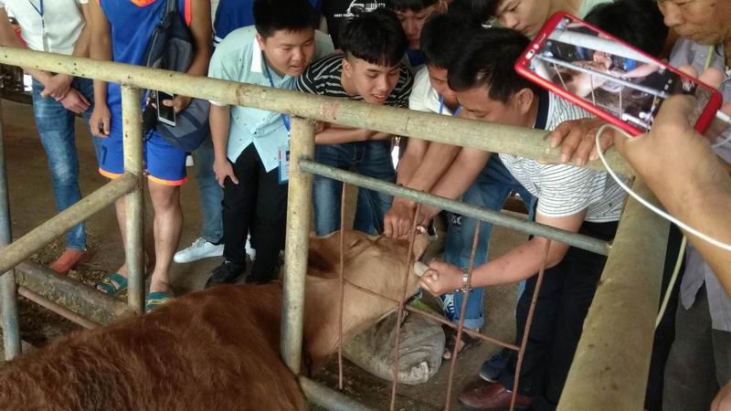 杨智老师进行牛口腔检查教学16.jpg