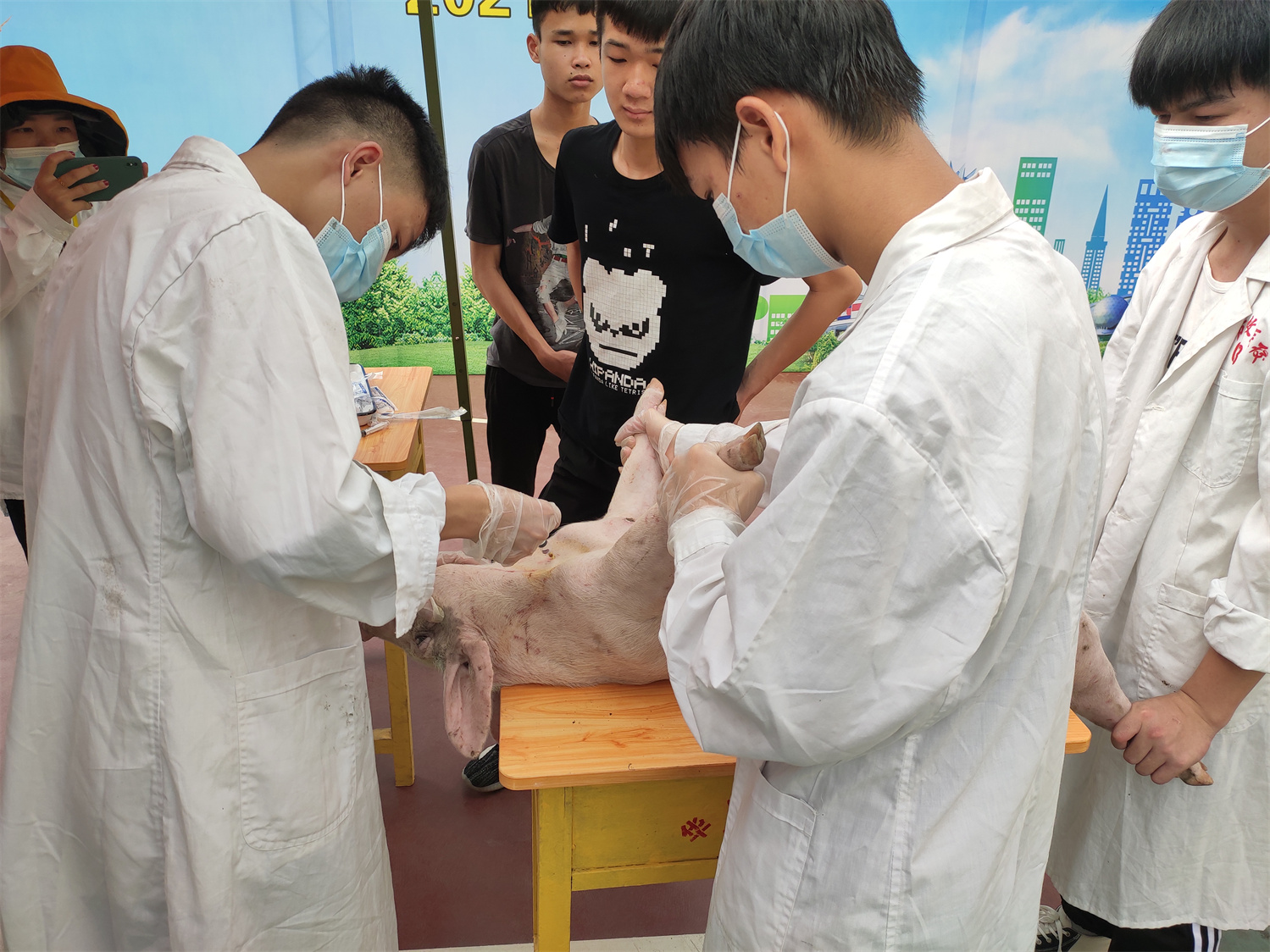 118猪的前腔静脉采血1.jpg