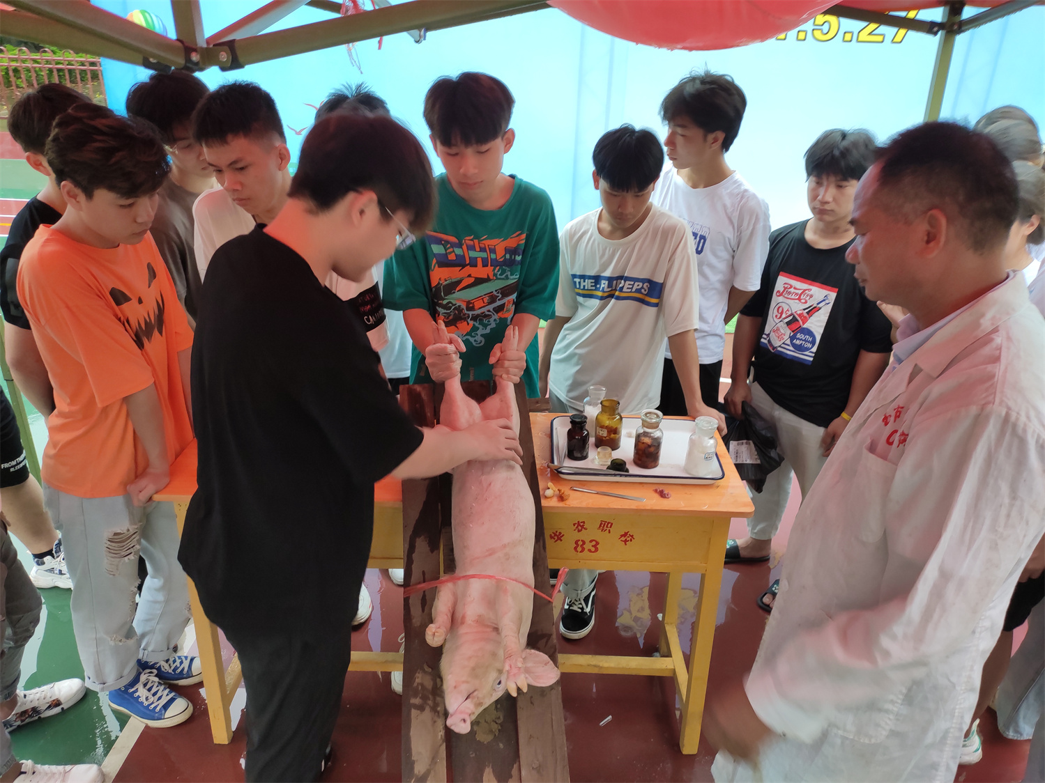 127小母猪的阉割（定位3）.jpg