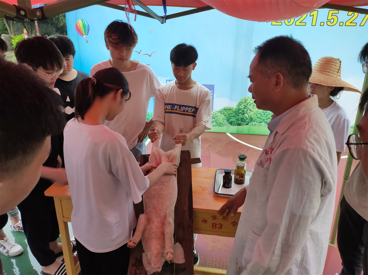 125小母猪的阉割（定位1）.jpg