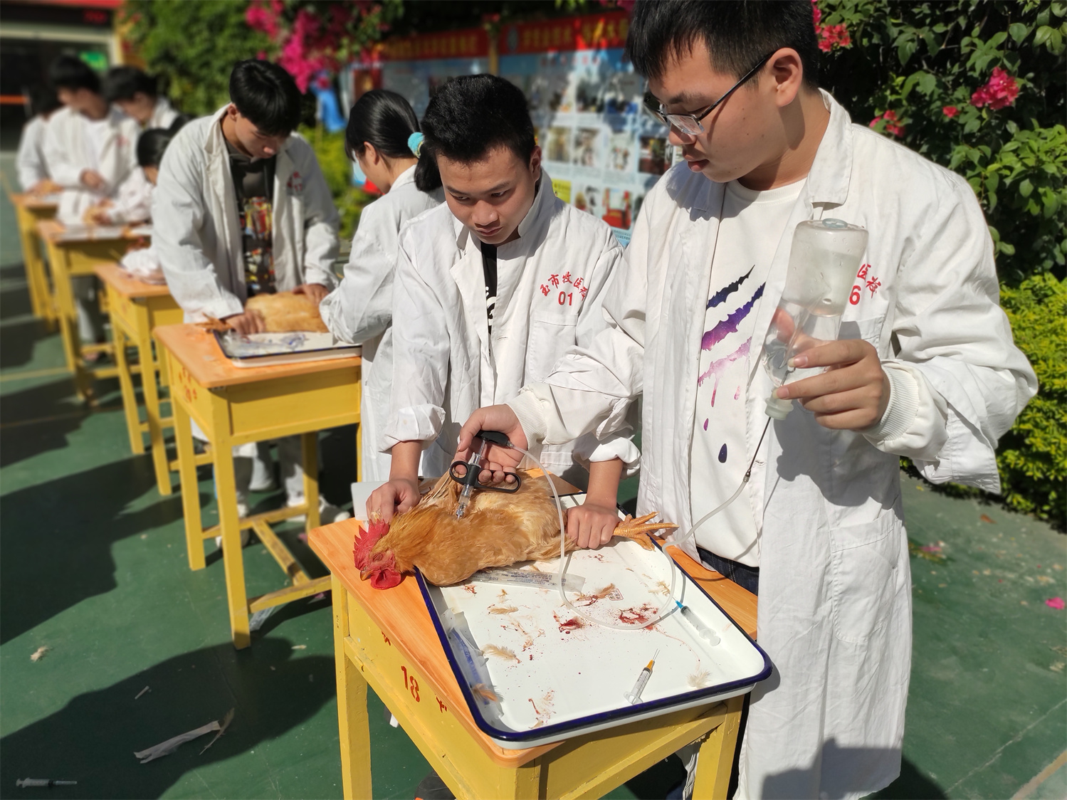 2鸡的注射.jpg