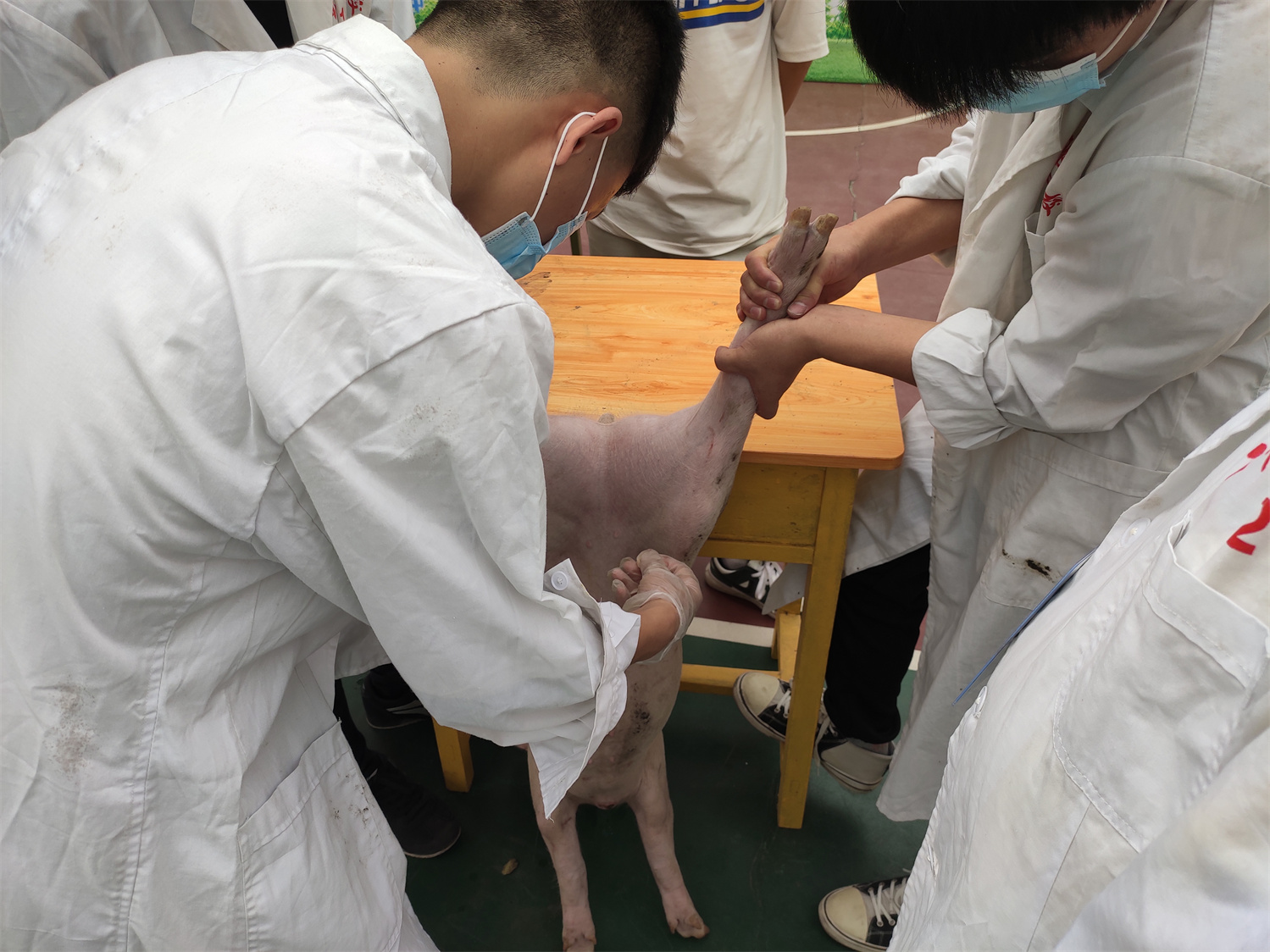 123猪的腹腔注射1.jpg