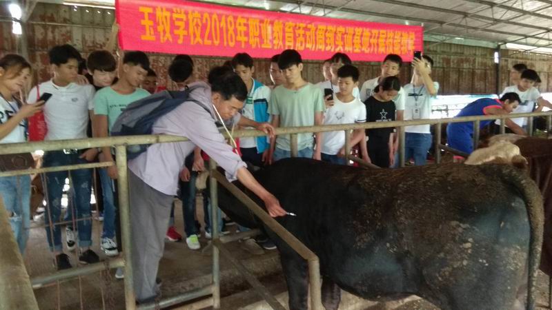 黄国才老师进行牛肺部听诊技能教学15.jpg